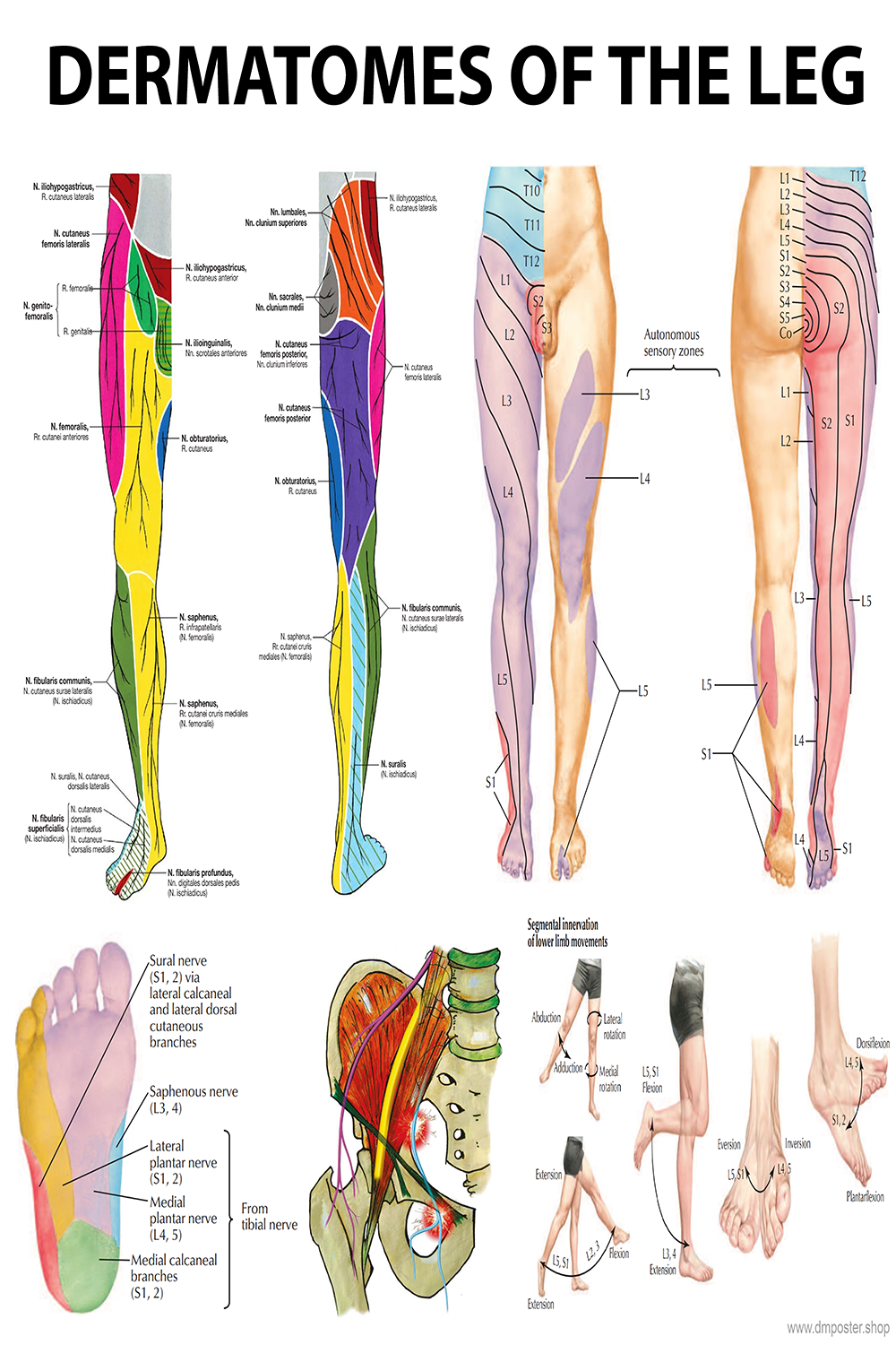 Leg Dermatomes: Mapping the Neurological Pathways - High-Resolution PDF | Ready-to-Print Poster