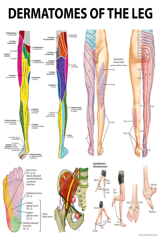 Leg Dermatomes: Mapping the Neurological Pathways - High-Resolution PDF | Ready-to-Print Poster