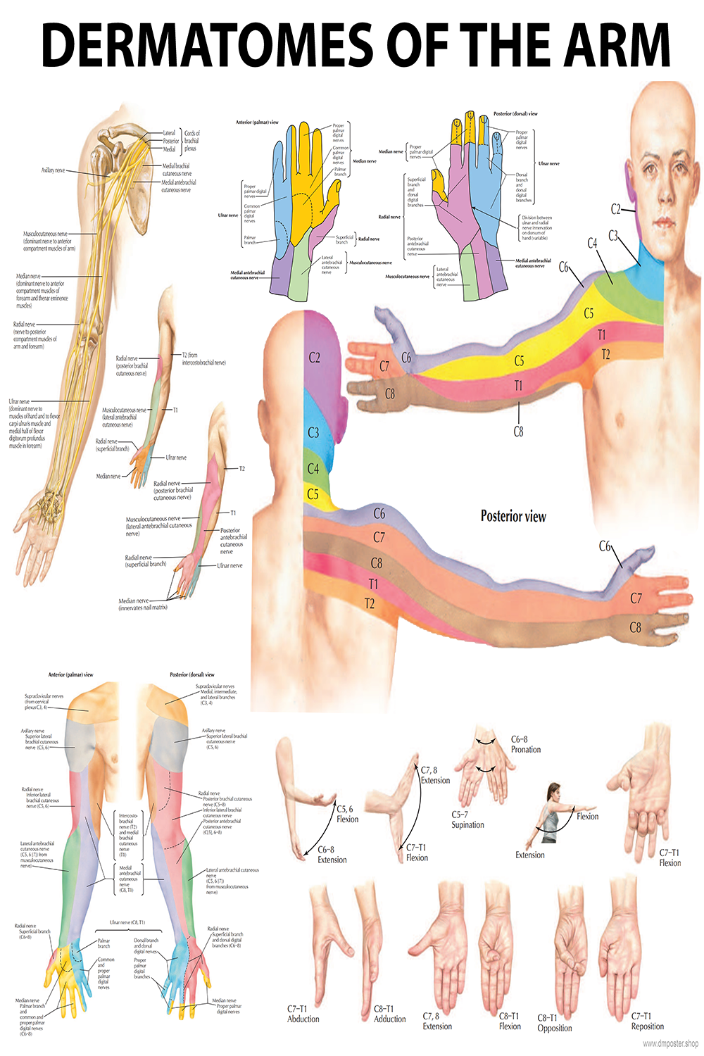 Arm Dermatomes: Mapping the Neurological Pathways - High-Resolution PDF | Ready-to-Print Poster