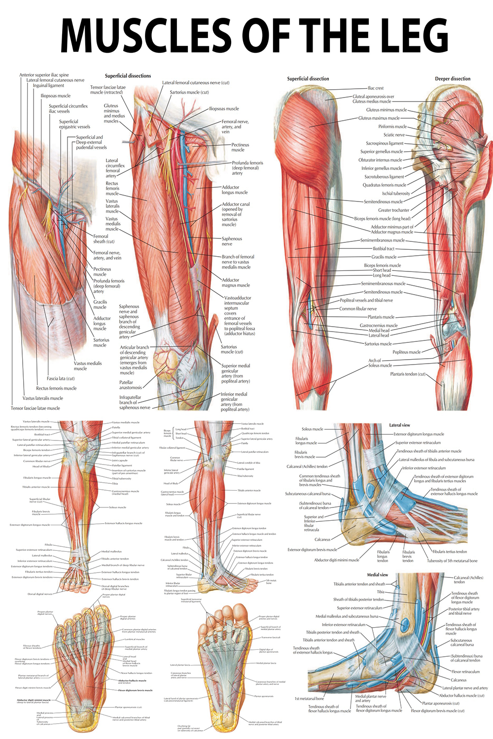 Anatomical Poster: Muscles of the Leg – Detailed Overview of Lower Limb Anatomy - High-Resolution PDF | Ready-to-Print Poster