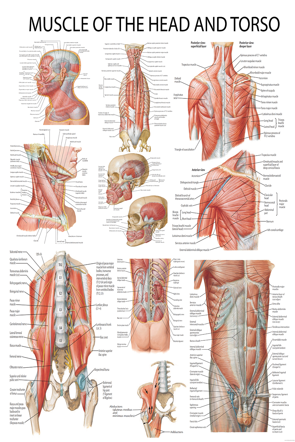 Muscular Anatomy Chart: Head, Neck, and Torso Muscles – High-Resolution PDF | Ready-to-Print File