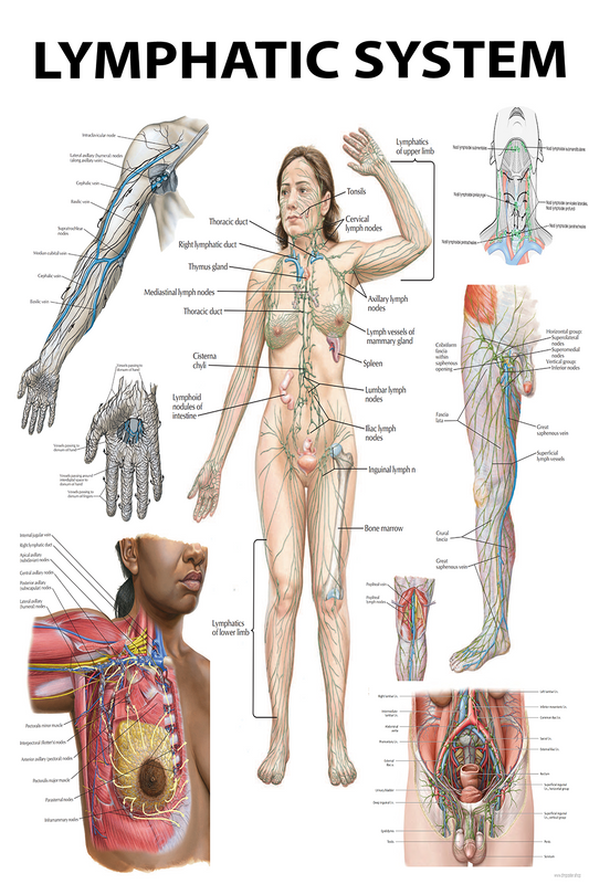 The Lymphatic System: A Comprehensive Visual Guide PDF HQ FILE