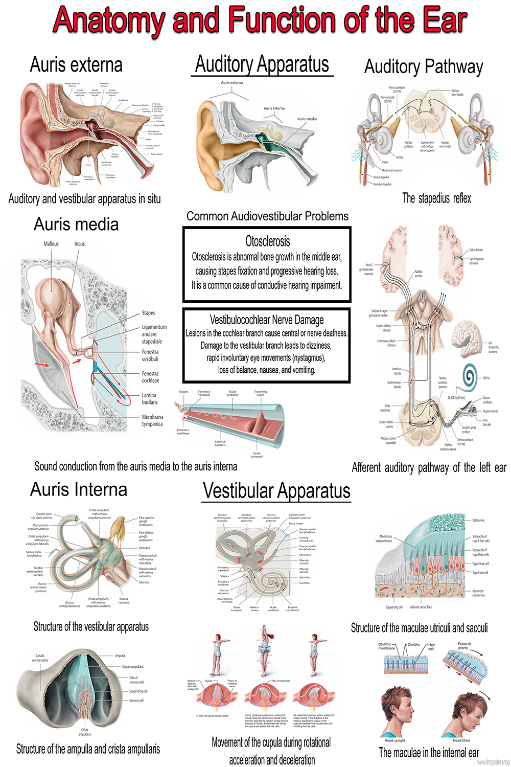 Anatomy and Function of the Ear – Audiology & Vestibular System Poster