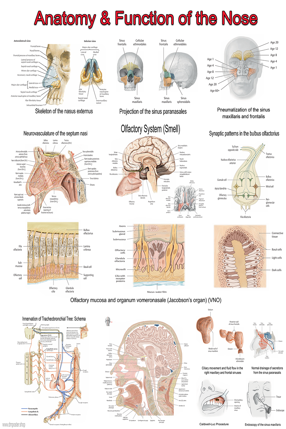 Anatomy and Function of the Nose – Detailed Medical Poster