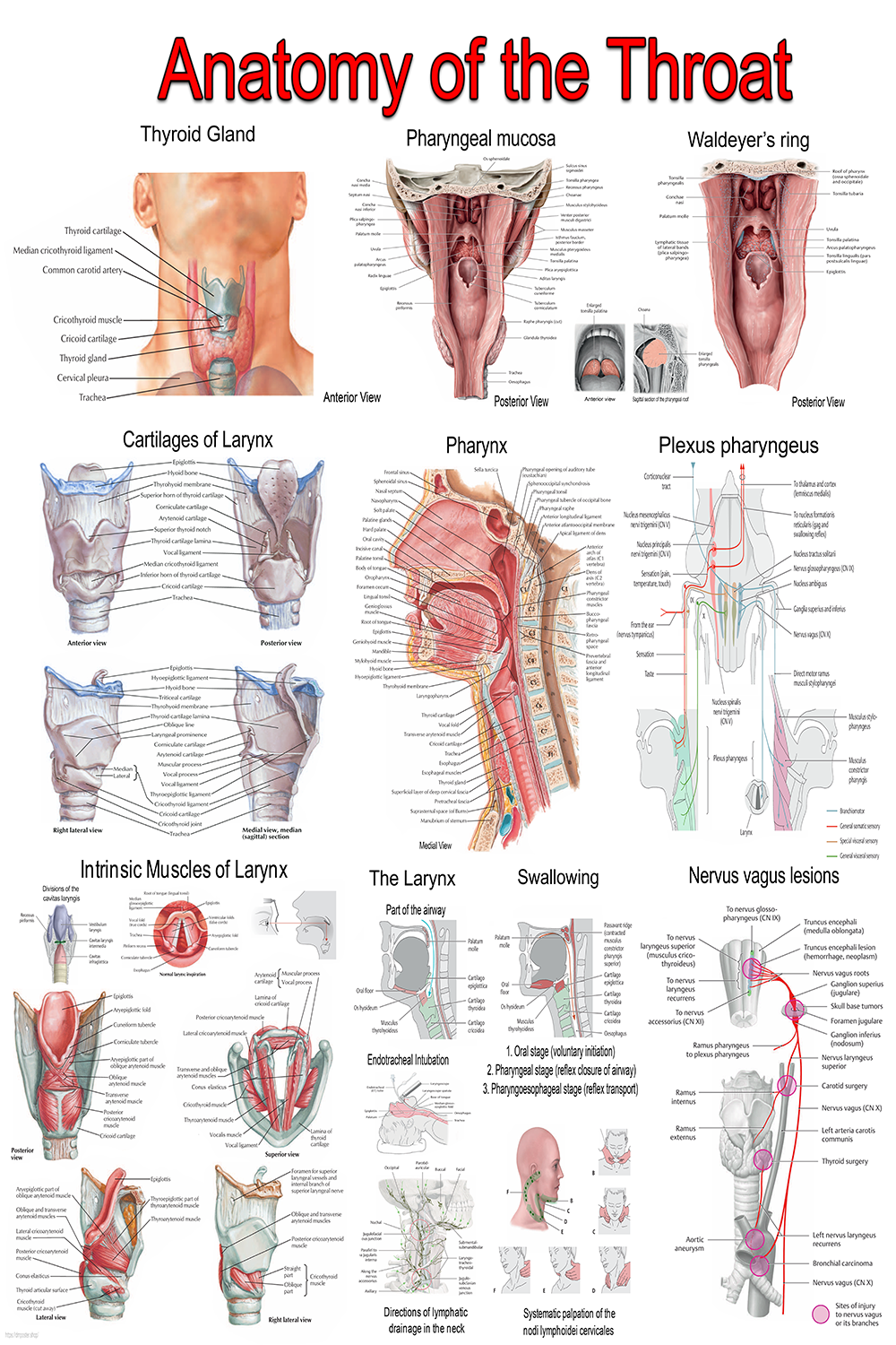 Anatomy of the Throat – Medical Poster | Larynx, Pharynx & Vocal Cords | ENT & Speech Therapy Chart