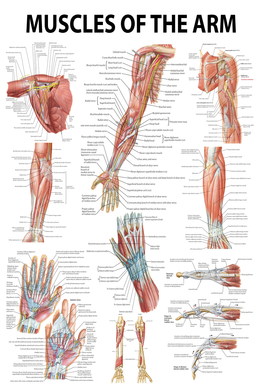 Anatomical Poster: Muscles of the Arm - Unveiling the Power Within