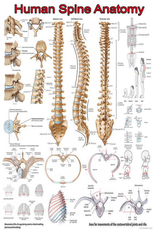 Human Spine Anatomy: A Detailed Visual Guide | High-Resolution PDF | Ready-to-Print Educational Poster