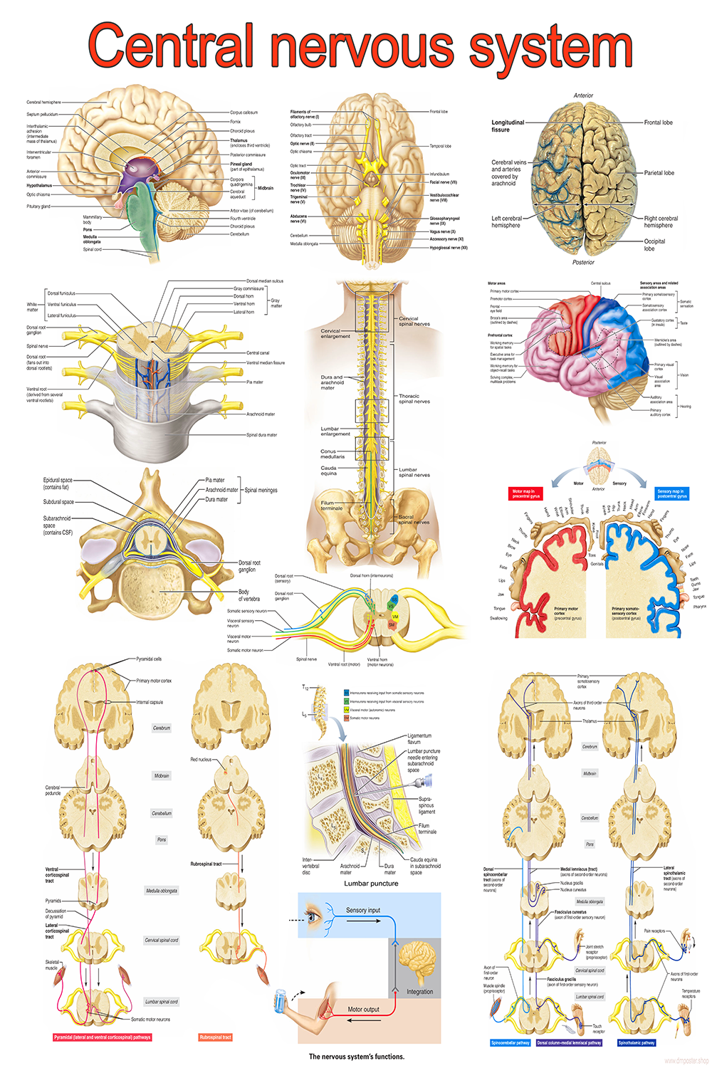 Central Nervous System Anatomy | High-Resolution Educational Poster | Printable PDF