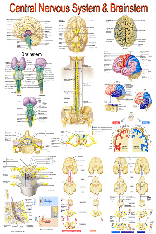 Central Nervous System & Brainstem | High-Resolution Neuroscience Poster | Printable PDF