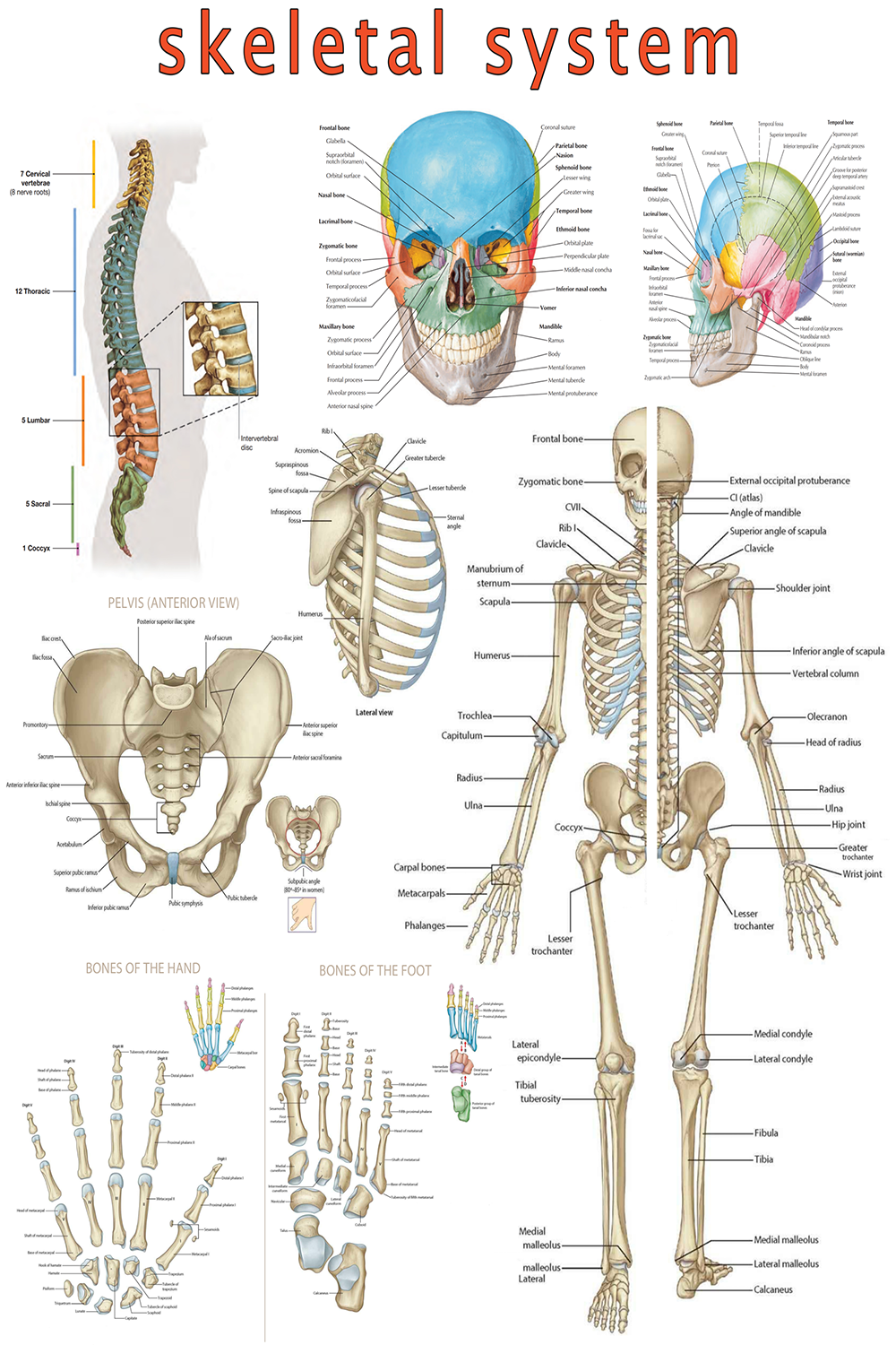 High-Resolution Skeletal System Poster - Visual Guide (Digital PDF)