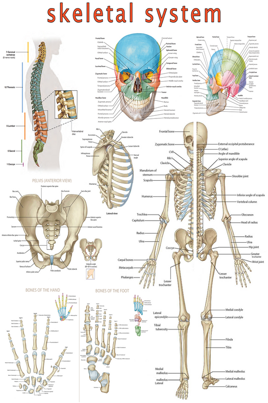 High-Resolution Skeletal System Poster - Visual Guide (Digital PDF)