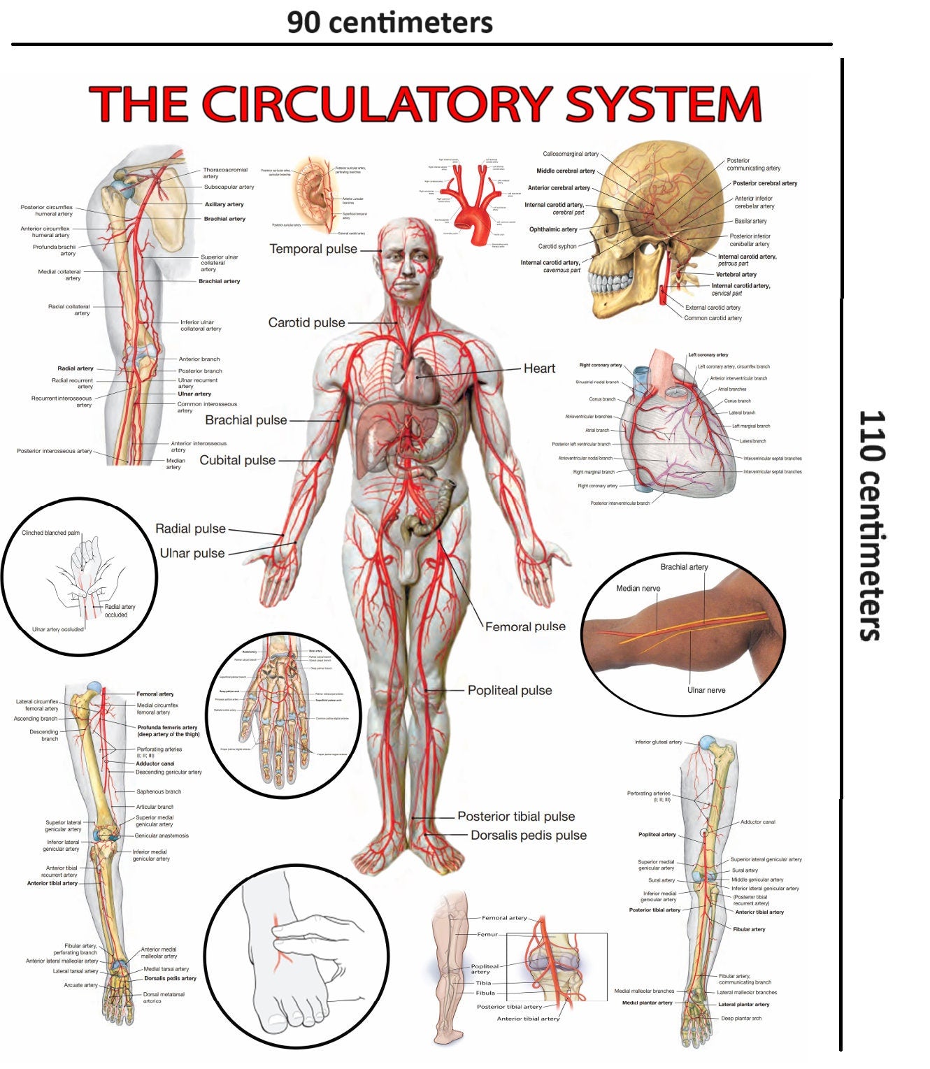 High-Resolution Circulatory System Poster - Visual Guide (Digital PDF)