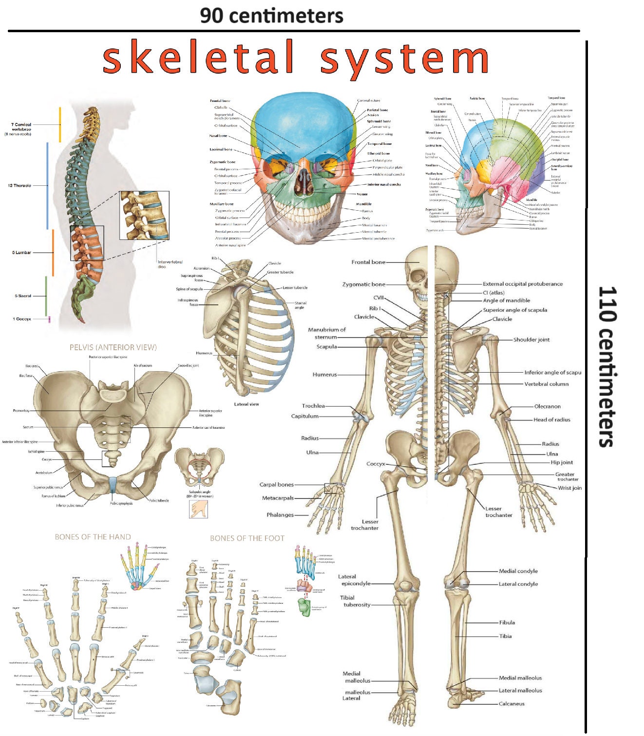 High-Resolution Skeletal System Poster - Visual Guide (Digital PDF)