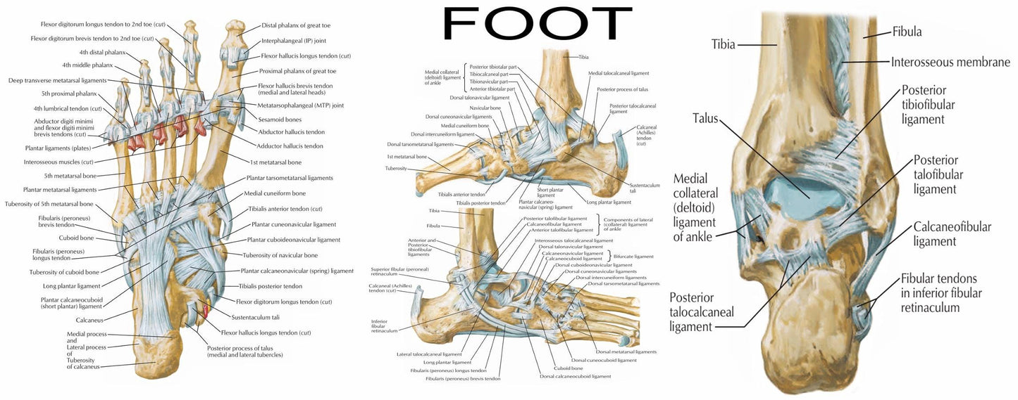 Ligaments of the Lower Limb: An Anatomical Overview Poster | Ready To Print PDF FILE